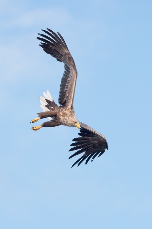 white tailed eagle