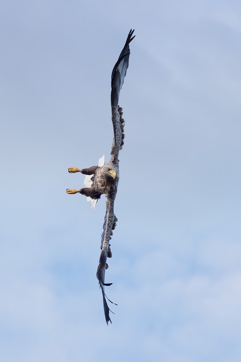 white tailed eagle