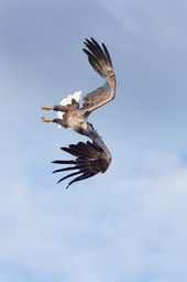 white tailed eagle