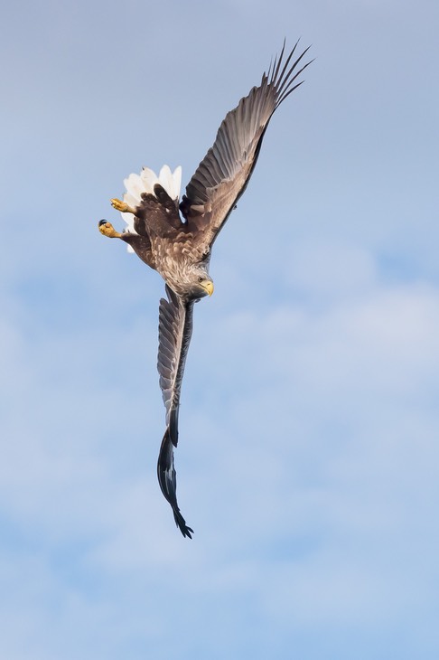 white tailed eagle