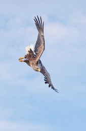 white tailed eagle