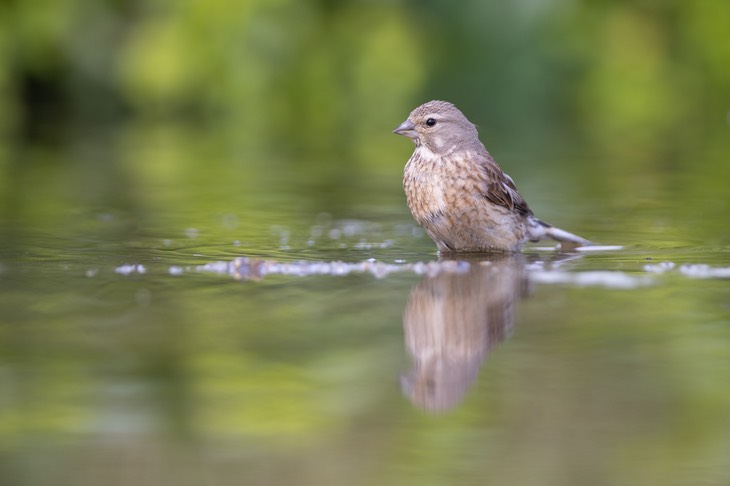 linnet