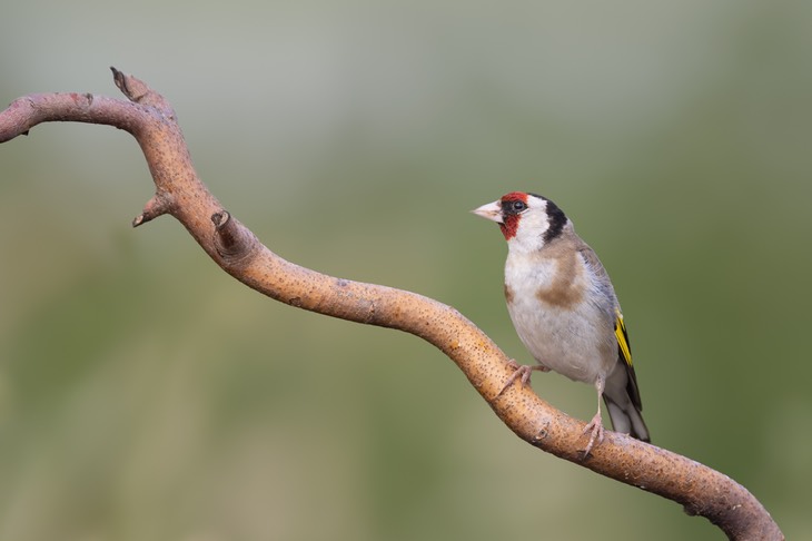 goldfinch