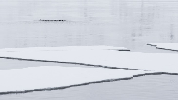 black guillemot