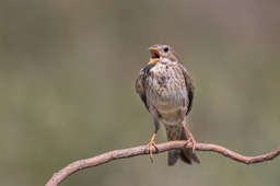 corn bunting