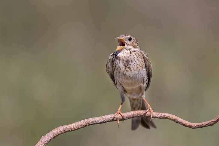 corn bunting