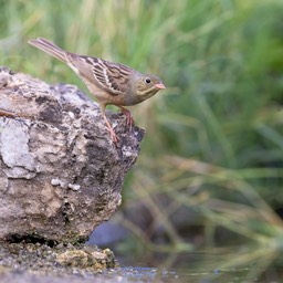 ortolan bunting