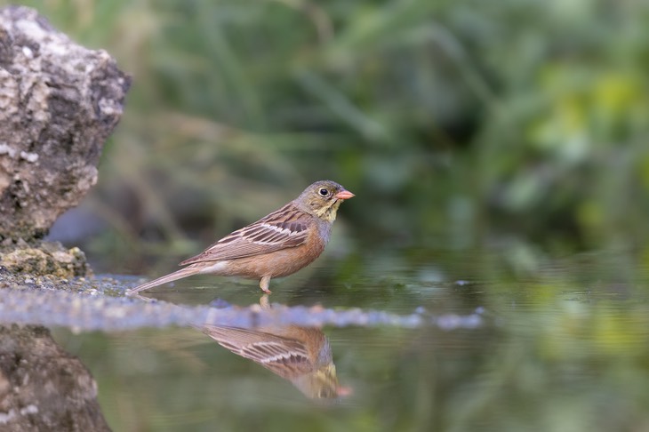 ortolan bunting