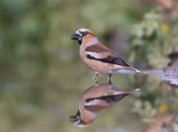 hawfinch