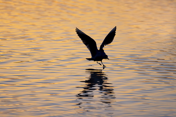 black headed gull