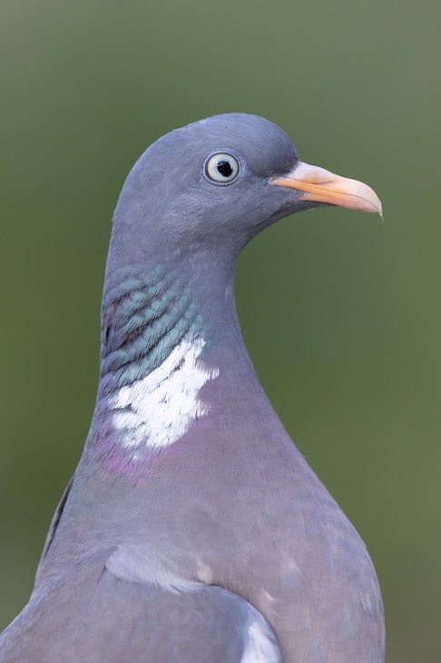 woodpigeon