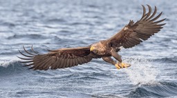 white tailed eagle