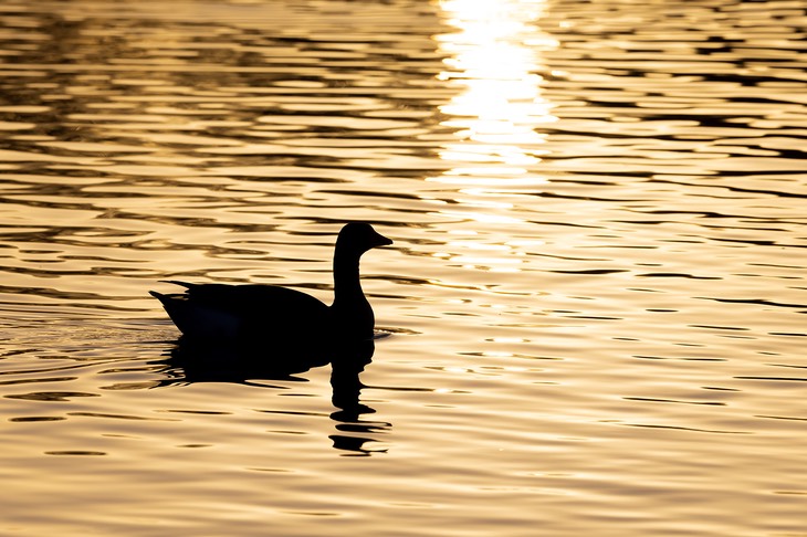 greylag goose