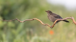 blackbird