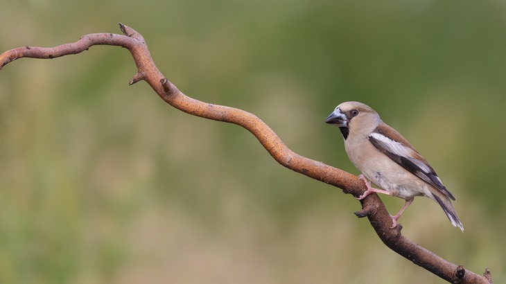 hawfinch