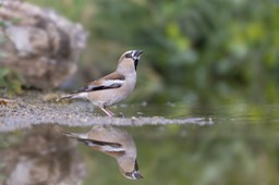 hawfinch