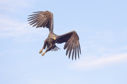 white tailed eagle