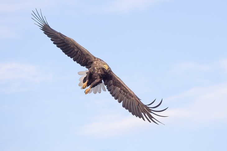 white tailed eagle