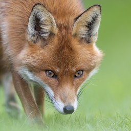 red fox