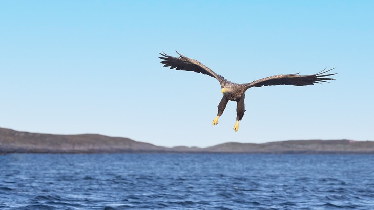 white tailed eagle