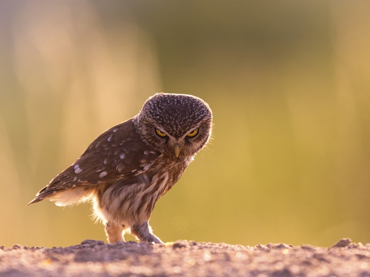 little owl