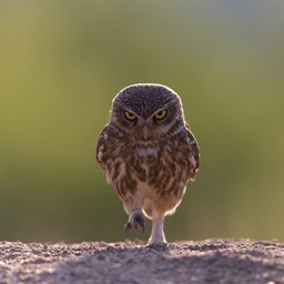 little owl