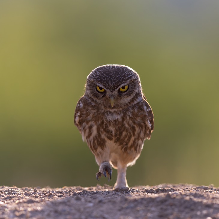 little owl