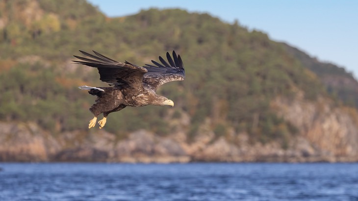 white tailed eagle