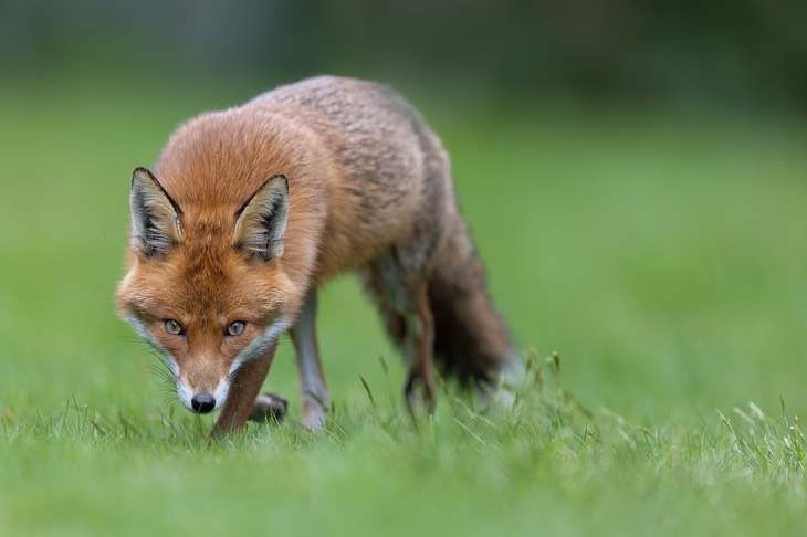 red fox