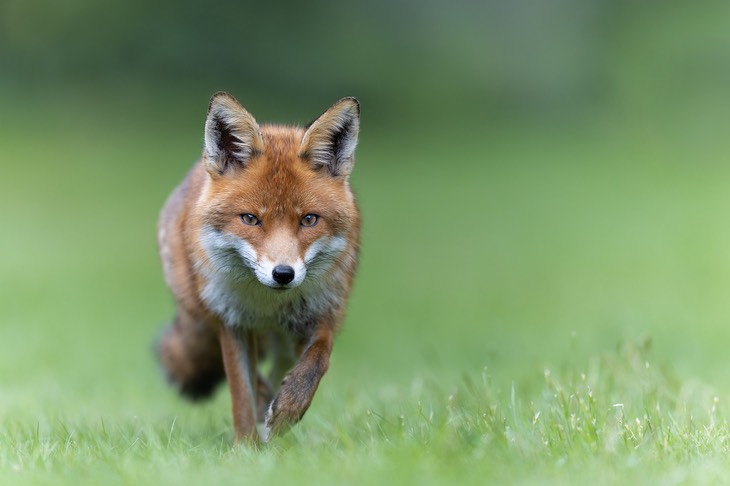 red fox