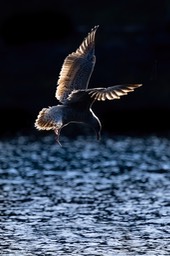 herring gull