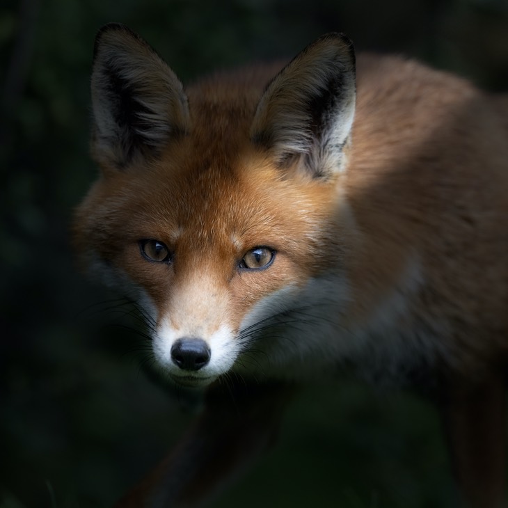 red fox