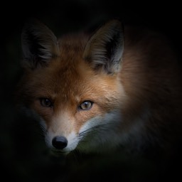 red fox