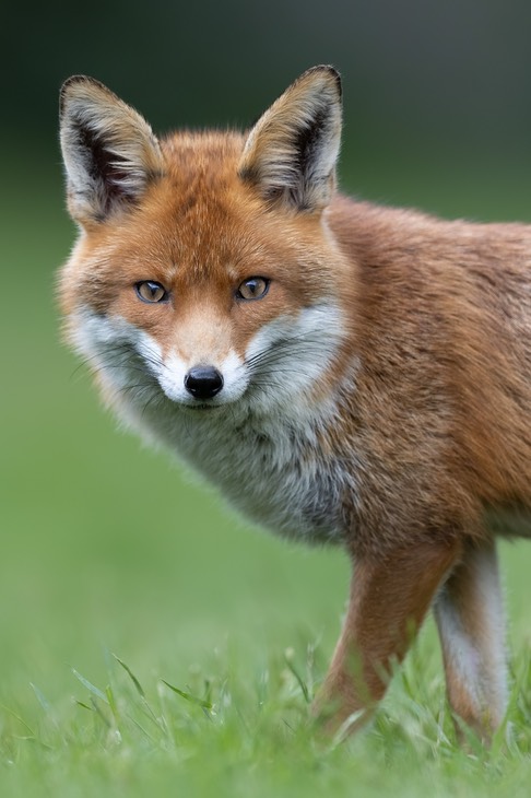 red fox