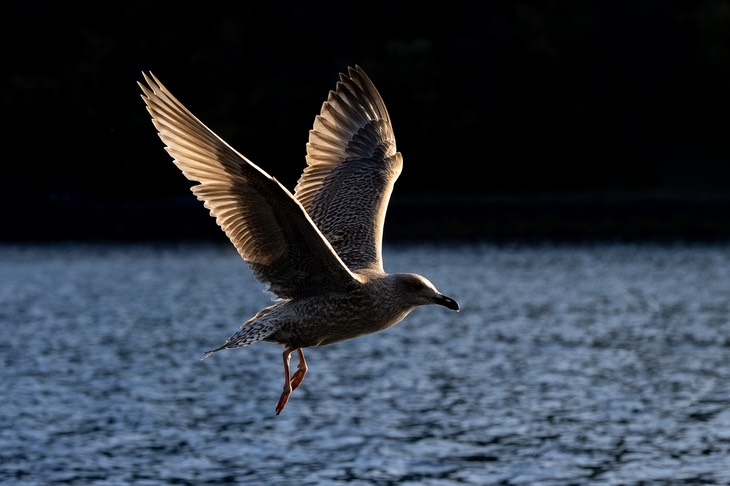 herring gull