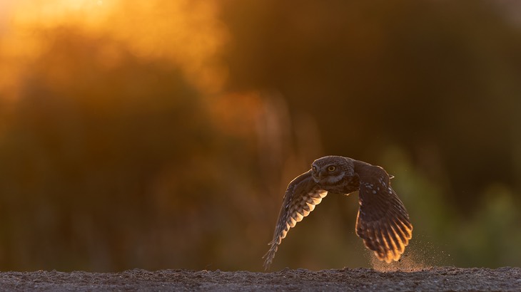 little owl