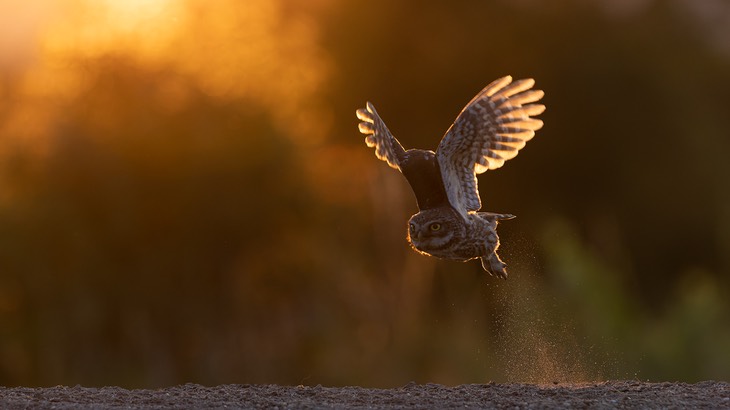 little owl