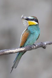 european bee eater