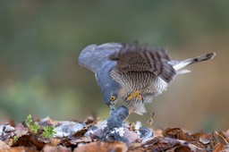 sparrowhawk