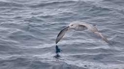 fulmar
