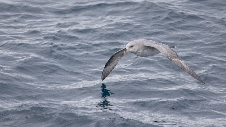 fulmar