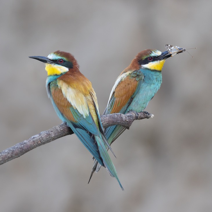 european bee eater