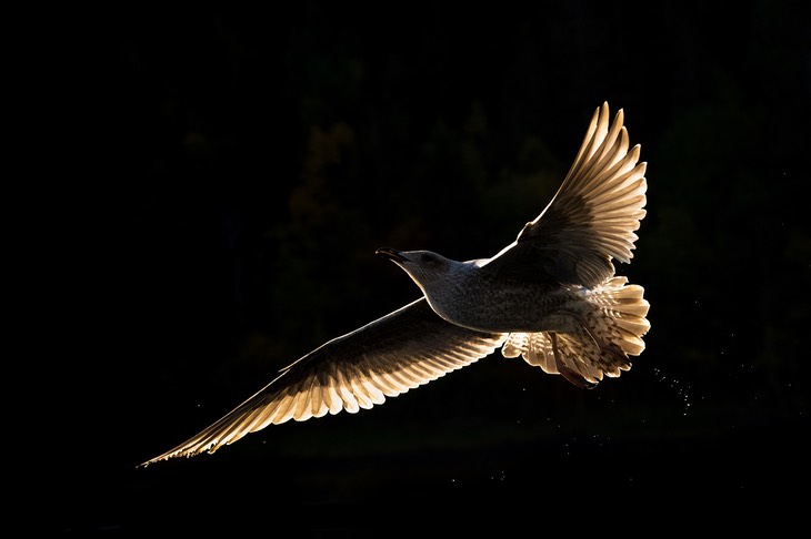 herring gull