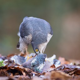 sparrowhawk