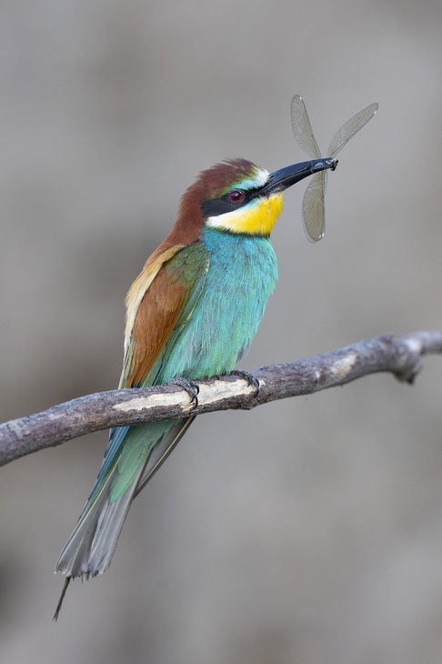 european bee eater