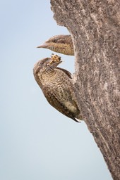 wryneck