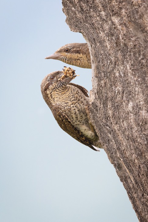 wryneck