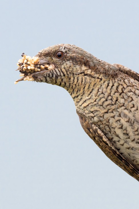 wryneck