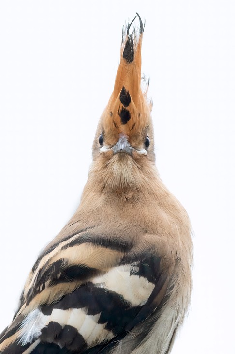 hoopoe