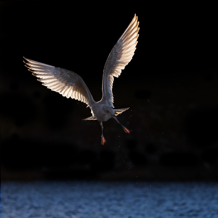 herring gull